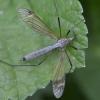 Tipula luna